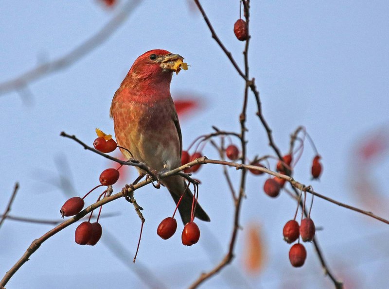 Finch Berry Lunch-Willie HarvieCelebration of Nature 2018