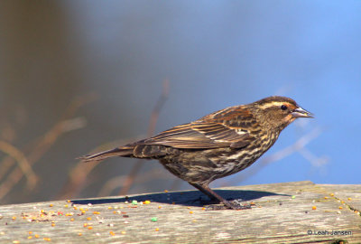 Leah Jansen<br>Reifel Bird