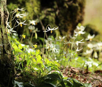 Willie Harvie<br>Fawn lilies & Violets