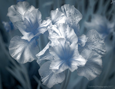 Zosia Miller<br>Infrared Irises
