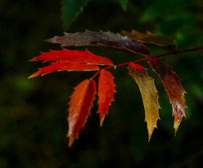 g10/54/364954/3/166320513.fqLqCCgc.jpg