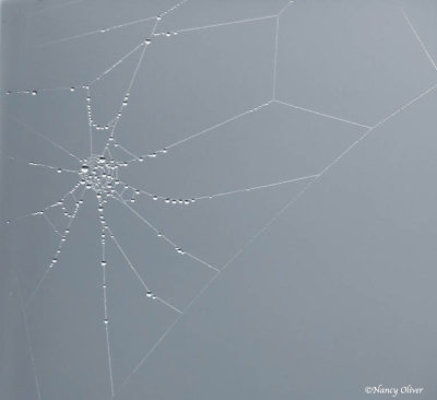 Nancy Oliver<br> Spider Web