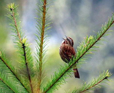 Willie Harvie<br>Sparrows Song