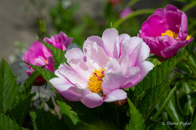 Providence Farm - May 26, 2018