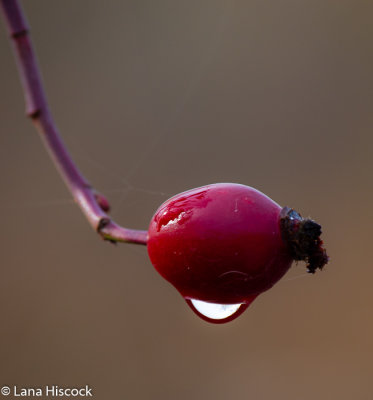 Lana Hiscock<br>Rose Hip Water Droplet