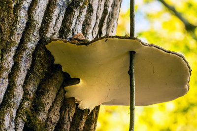 Chris Sadler<br>Shelf Fungi