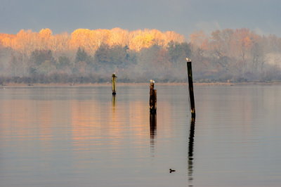 c sadler<br>cowichan bay fall