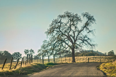 Back Roads of Tuolomne County