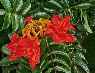 Flowers of San Miguel de Allende