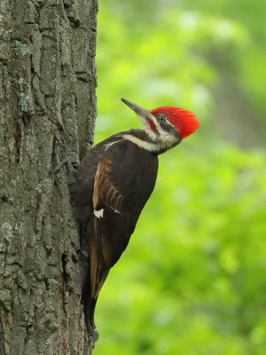 Pileated Woodpecker m 1 Origwk1_MG_2554.jpg