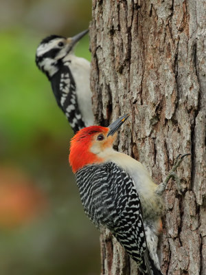 Red-bellied and Hairy Woodpeckers 1 Origwk1_MG_2849.jpg