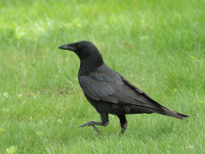 American Crow 1 Origwk1_MG_2966.jpg