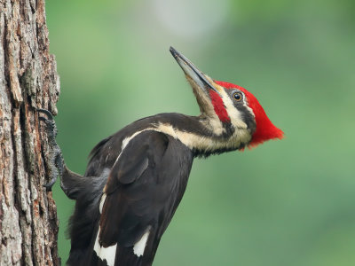 Pileated Woodpecker m 1 Origwk1_MG_4886.jpg