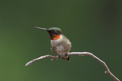Ruby-throated Hummingbird m 1 origwk1_MG_5068.jpg