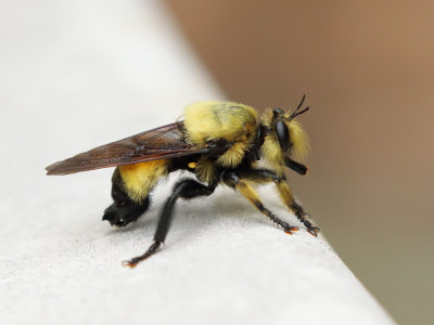 Bee-Like Robberfly Laphria 1 Origwk1_MG_5258.jpg