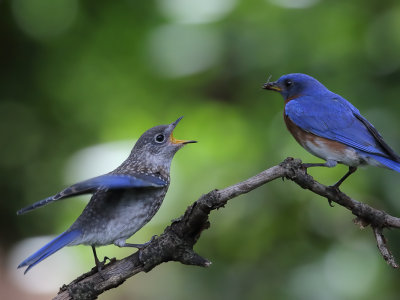Bluebird Feeding_0003_wk1.jpg