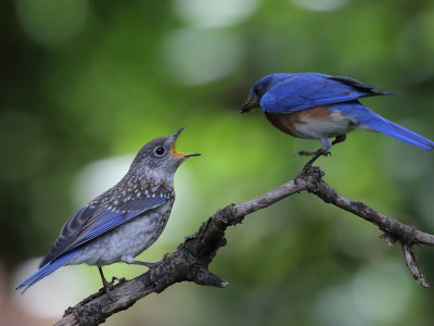 Bluebird Feeding_0005_wk1.jpg