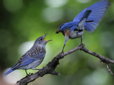 Bluebird Feeding_0006wk1.jpg