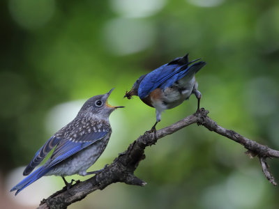 Bluebird Feeding_0007wk1.jpg