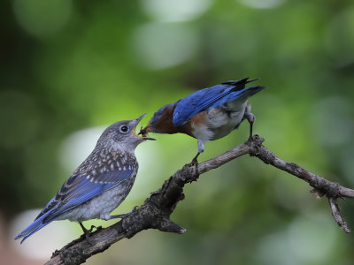 Bluebird Feeding_0008wk1.jpg
