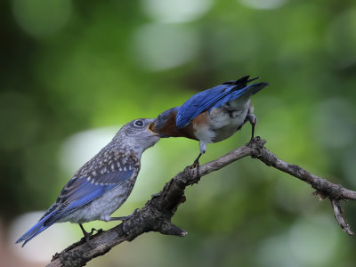 Bluebird Feeding_0009_wk1.jpg