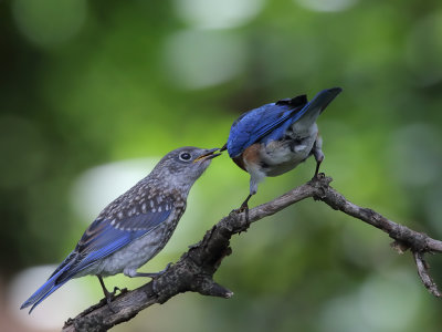 Bluebird Feeding_0010_wk1.jpg
