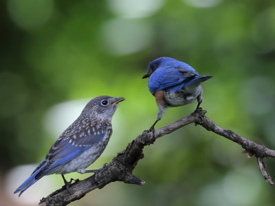 Bluebird Feeding_0011_wk1.jpg
