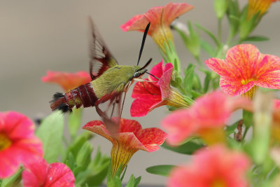 Hummingbird Clearwing Moth1 Origwk1_MG_6403.jpg