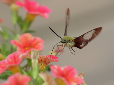 Hummingbird Clearwing Moth2 Origwk1_MG_6409.jpg