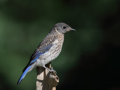 Eastern Bluebird im 1 Origwk1_MG_7103.jpg
