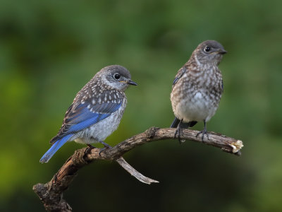 Eastern Bluebirds im 1 Origwk1_MG_6470.jpg