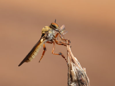 Robberfly w-prey 1 Origwk1_MG_9995.jpg