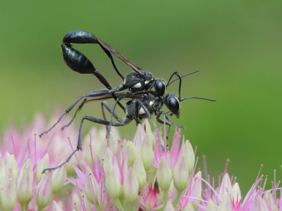 Thread Waisted Wasp 2 Origwk1_MG_2378.jpg