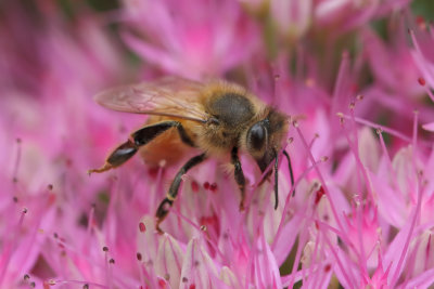 Honeybee 1 Origwk_MG_2801.jpg