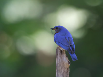 Bluebird w-prey m Orig 1wk_MG_7423.jpg