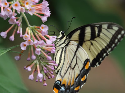 Eastern Tiger Swallowtail 1 Origwk1_MG_3152.jpg