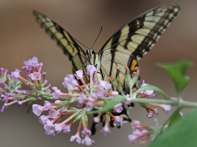 Eastern Tiger Swallowtail 2 Origwk1_MG_3637.jpg