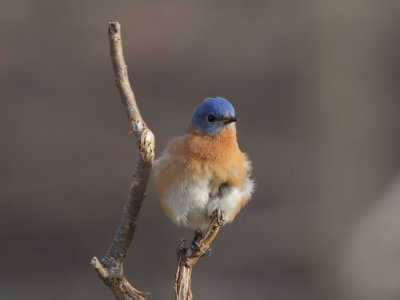 Eastern Bluebird Male 1 Origwk_MG_4587.jpg