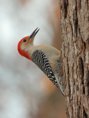 Red Bellied Woodpecker 1 Origwk_MG_4598.jpg
