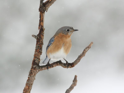 Eastern Bluebird f in Snow 1 Origwk_MG_6207.jpg