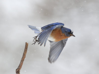 Eastern Bluebird in Snow 3 Origwk_MG_5830.jpg