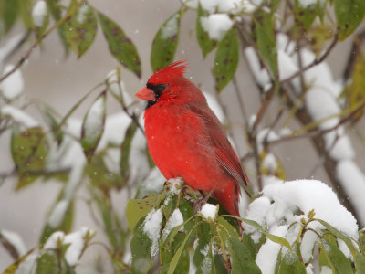 Cardinal in Snow 1 Origwk_MG_6115.jpg