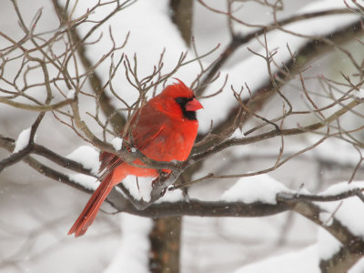 Cardinal in Snow 3 Origwk_MG_6060.jpg