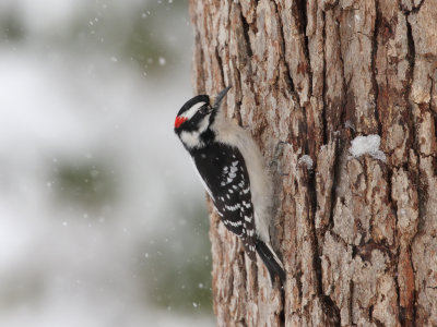 Downy Woodpecker in Snow 1 Origwk_MG_5865.jpg