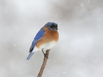 Eastern Bluebird in Snow 2 Origwk_MG_5828.jpg