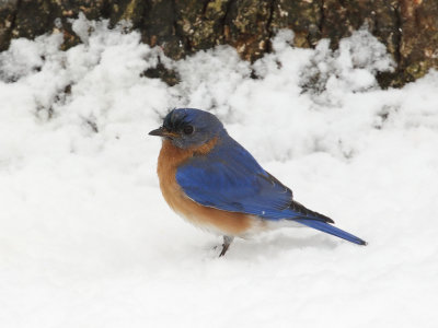 Eastern Bluebird in Snow 4 Origwk_MG_5839.jpg