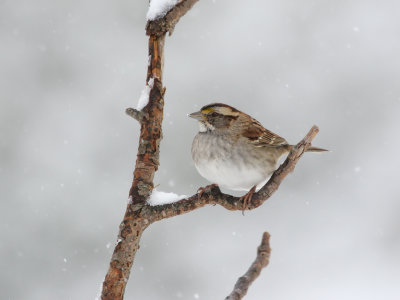 White Throated Sparrow in Snow 1 Origwk_MG_5877.jpg