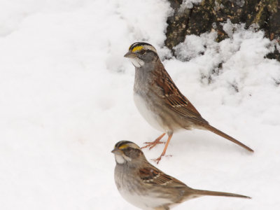 White Throated Sparrow in Snow 2 Origwk_MG_5845.jpg