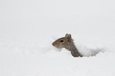 Squirrel in Snow 1 Origwk_MG_6098.jpg