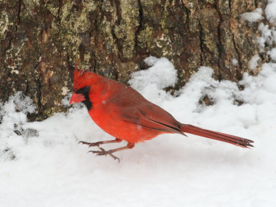 Cardinal in Snow 2 Origwk_MG_6024.jpg